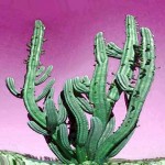 71084-cactus.jpg